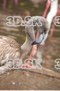 Head texture of gray flamingo 0021